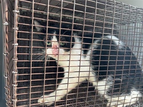 A660421 - Domestic Short Hair available for adoption