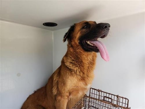 A658176 - German Shepherd Dog available for adoption