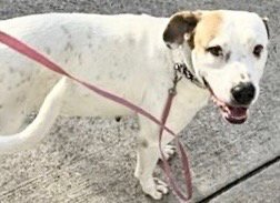 A658190 - Boxer / Labrador Retriever available for adoption