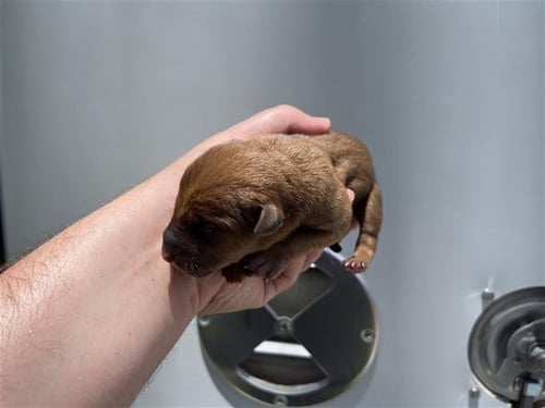 A657240 - American Pit Bull Terrier available for adoption