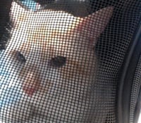CHARLIE - Photo 1