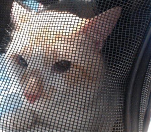 CHARLIE - Domestic Short Hair available for adoption