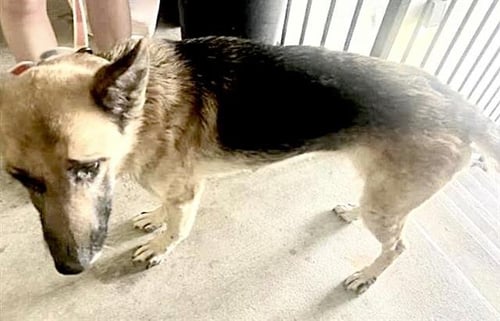 A658607 - German Shepherd Dog available for adoption