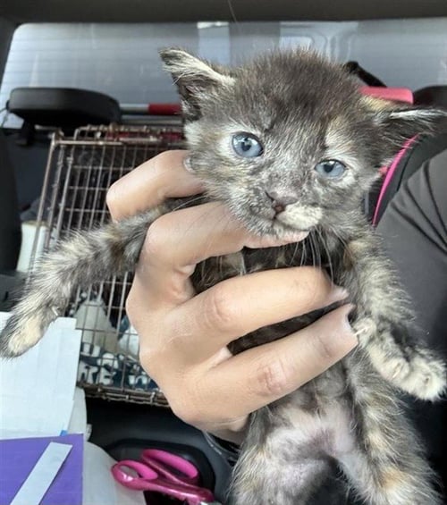 A660980 - Domestic Short Hair available for adoption