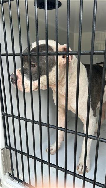 A658533 - Pit Bull Terrier available for adoption