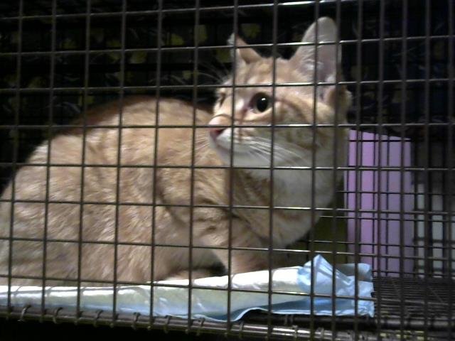 A650546 - Domestic Short Hair available for adoption