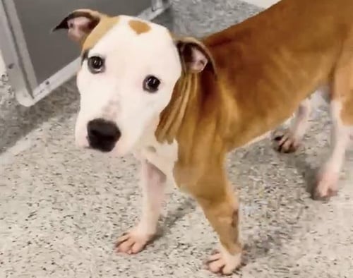 A659027 - Boxer available for adoption