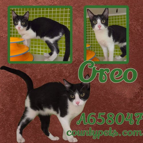 OREO - Domestic Short Hair available for adoption