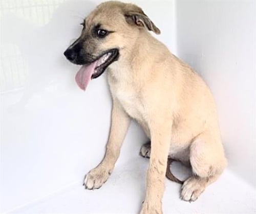 A660401 - Black Mouth Cur available for adoption