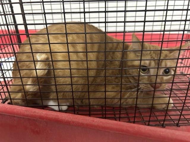 A649854 - Domestic Short Hair available for adoption