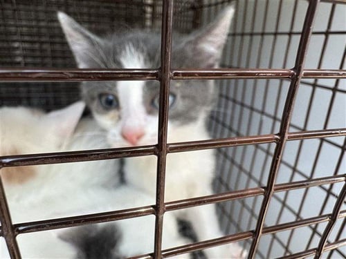 A661055 - Domestic Short Hair available for adoption