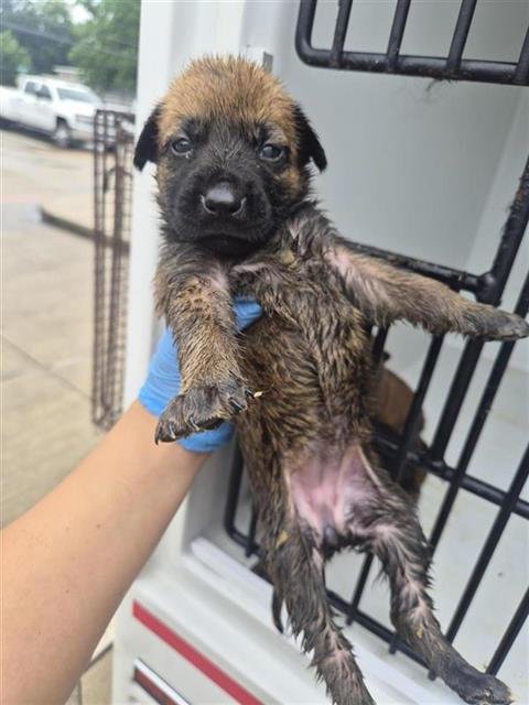 A657902 - German Shepherd Dog available for adoption