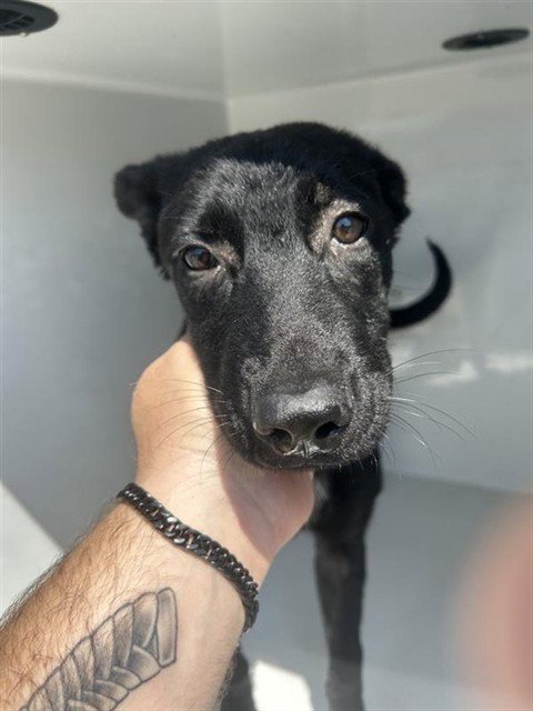 VIOLET - German Shepherd Dog available for adoption