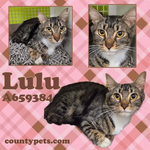 LULU - Domestic Short Hair available for adoption