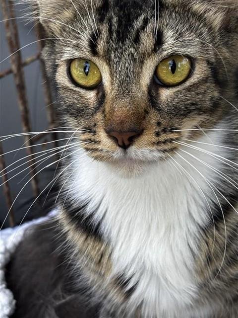 LULU - Domestic Short Hair available for adoption