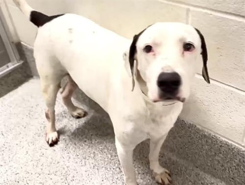 TRACE - Labrador Retriever available for adoption