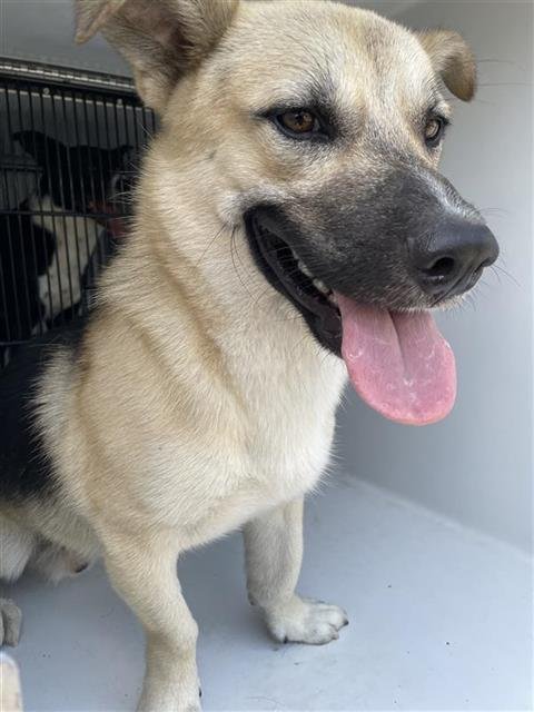 SHORTY - German Shepherd Dog available for adoption