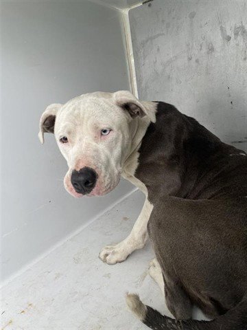 POPPY - Pit Bull Terrier available for adoption