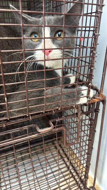 A660511 - Domestic Short Hair available for adoption