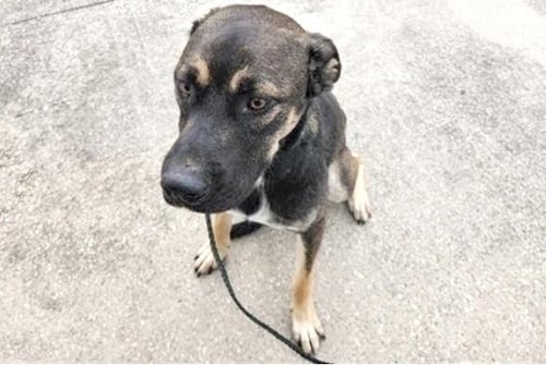 A661106 - German Shepherd Dog available for adoption
