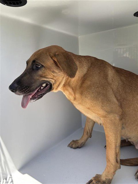 A660616 - Black Mouth Cur available for adoption