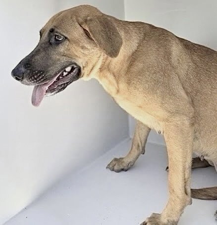 A660616 - Black Mouth Cur available for adoption