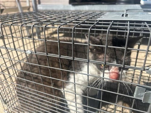 MARSHMALLOW - Domestic Short Hair available for adoption