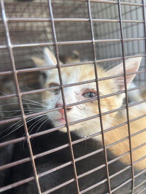 A662384 - Domestic Short Hair available for adoption