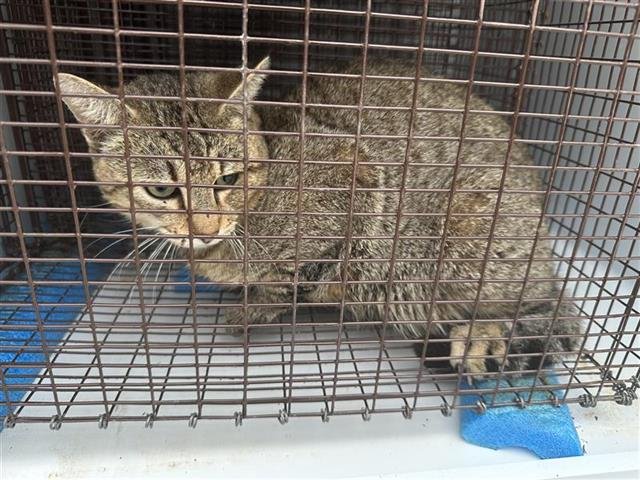 A650591 - Domestic Short Hair available for adoption