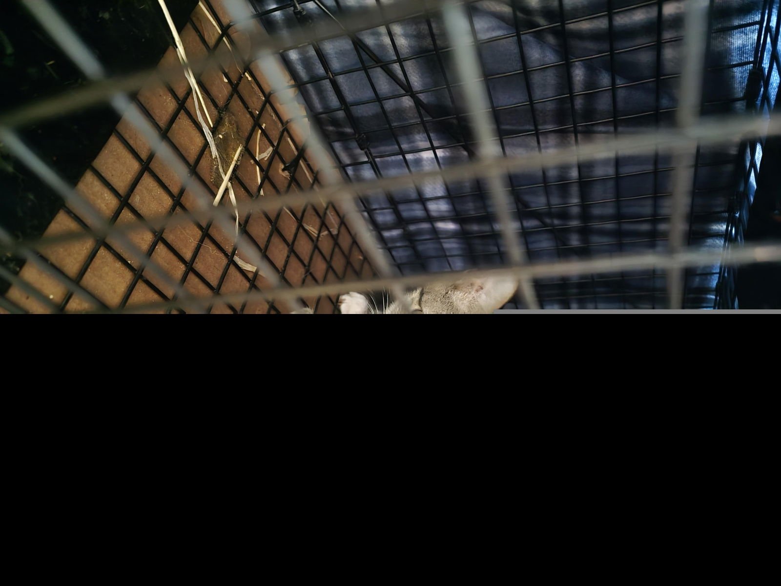 A650519 - Domestic Short Hair available for adoption