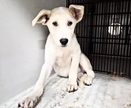 BEAR - Labrador Retriever available for adoption