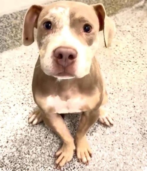 ROXIE - Pit Bull Terrier available for adoption