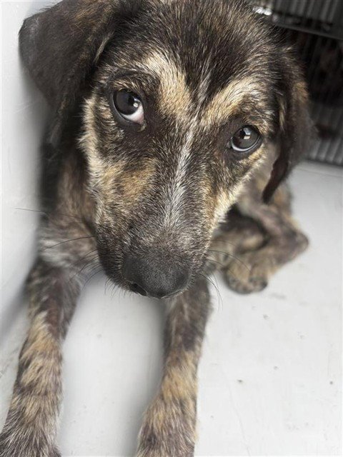 CHRISSY - Plott Hound available for adoption
