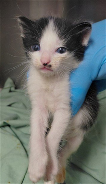 A661300 - Domestic Short Hair available for adoption