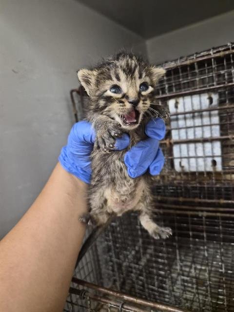 A658814 - Domestic Short Hair available for adoption