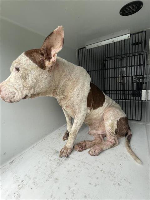 A657942 - Pit Bull Terrier available for adoption