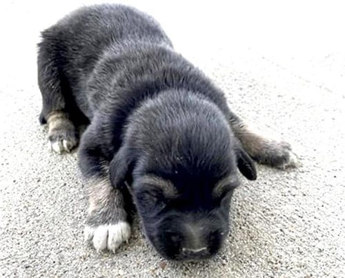 A660444 - German Shepherd Dog available for adoption