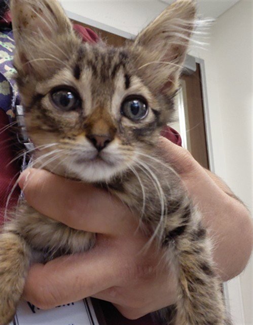 A659390 - Domestic Short Hair available for adoption
