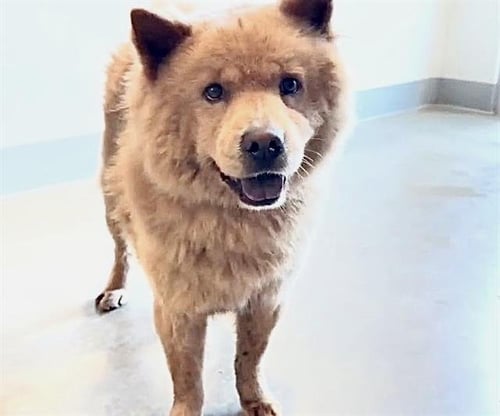 CUBA - Chow Chow available for adoption