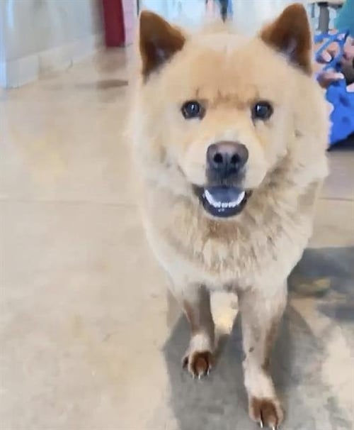 CUBA - Chow Chow available for adoption