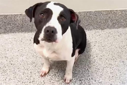 DIEGO - Pit Bull Terrier available for adoption