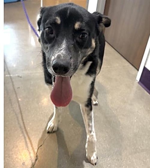 JOHN - German Shepherd Dog available for adoption