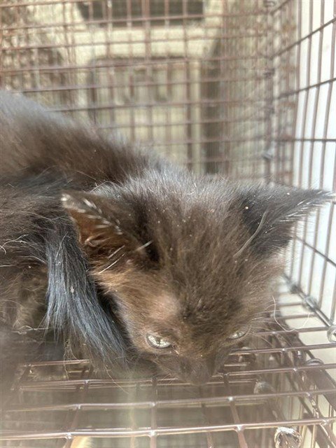 A660151 - Domestic Short Hair available for adoption