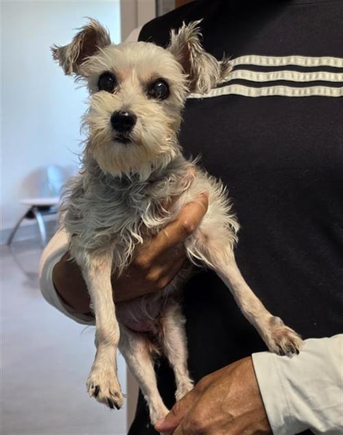 BABY T - Miniature Schnauzer available for adoption