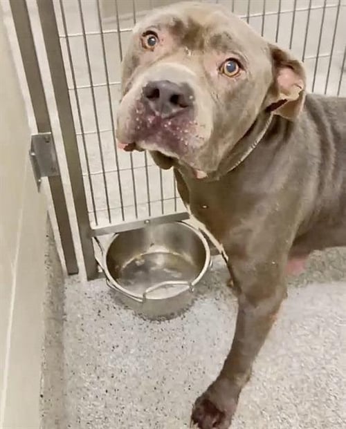 TRIGGER - American Pit Bull Terrier available for adoption