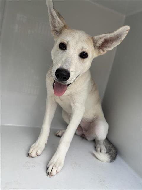 LUMI - Carolina Dog available for adoption