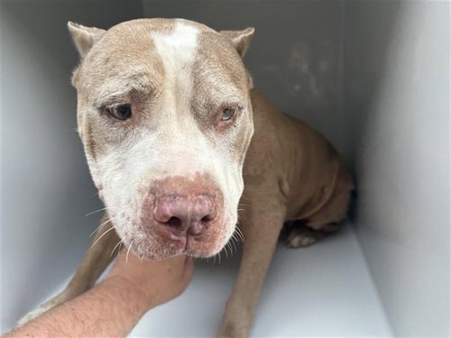 A662839 - American Bulldog available for adoption