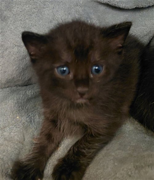 KIT 3 - Domestic Short Hair available for adoption