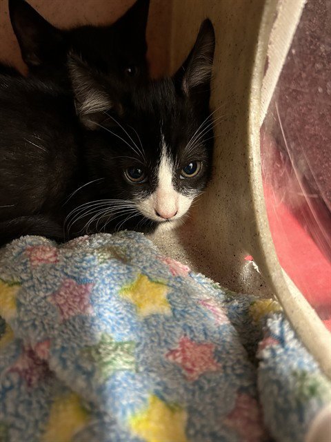 A657513 - Domestic Short Hair available for adoption