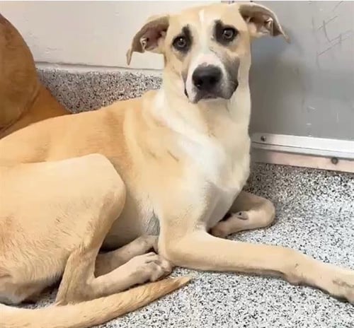 VIOLA - Labrador Retriever available for adoption
